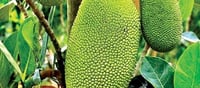 The Great Early Vietnamese Jackfruits Seem To Be The Solution That Fruit Lovers Have Been Looking For!